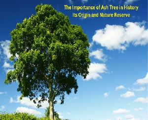 The Importance of Ash Tree in History, it’s Origin and Nature Reserve